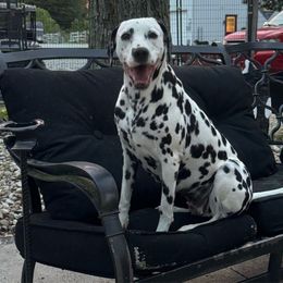 Frosty - Dalmatian