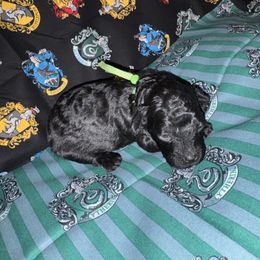 Drako Malfoy green - Black male Poodle puppy in Wittmann, Arizona from Marlees Puppies 1