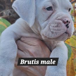 Boxer puppies from Mischievous Boxers