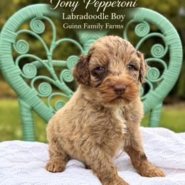 Labradoodle puppies from Guinn Family Farms