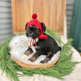 Summit - Sable male Bernedoodle puppy in Buda, Illinois from Hamilton Farm Doodles