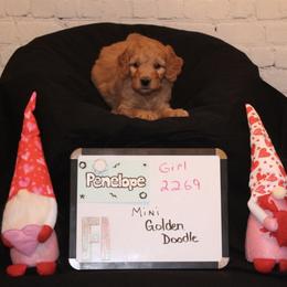 Goldendoodle and Poodle Puppies from Partridge Doodles and Poodles
