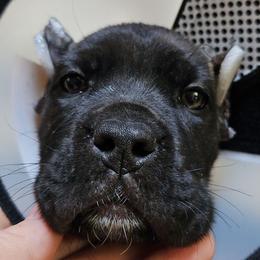 Lime Collar Female - Chestnut brindle female Cane Corso puppy in Lewistown, Montana from Corsi Amore Kennels