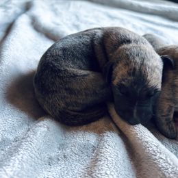 Bob - Whippet puppy from Smithfield Park