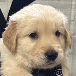 Golden Retriever Puppies from Ginn’s Golden Retrievers