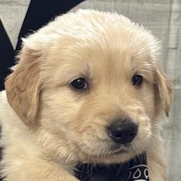 Golden Retriever Puppies from Ginn’s Golden Retrievers