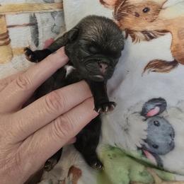 Bridget - Fawn female Pug puppy in Broadway, Virginia from Colebrook Posh Pugs