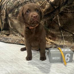 Gold Dot - Brown female Chesapeake Bay Retriever puppy in Wisconsin Dells, Wisconsin from Kilbourn Chesapeakes