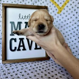 Labrador Retriever Puppies from Lonestar Labradors C&E
