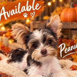 Peanut - Parti male Yorkshire Terrier puppy in Buford, Georgia from Thankuyorkies