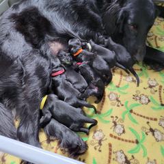 Flat-Coated Retriever Puppies from Midnight Oaks