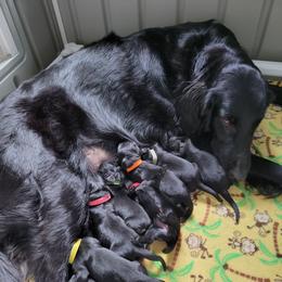 Flat-Coated Retriever Puppies from Midnight Oaks