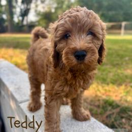Teddy - Apricot male Goldendoodle puppy in Birmingham, Alabama from Ivy’s Doodles
