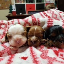 Cavalier King Charles Spaniel Puppies from Heritage Garden Cavaliers