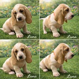Luna - Lemon and white female Basset Hound puppy in Manorville, New York from Lil Family Farm