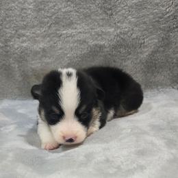 Orange Collar Male - Black and tan male Pembroke Welsh Corgi puppy in Tenino, Washington from LoneStar Corgis NW