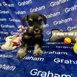 Girl 1 - female Miniature Schnauzer puppy in Comer, Georgia from Water Oak Farm