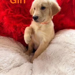 Golden Retriever Puppies from American True Golden retriever