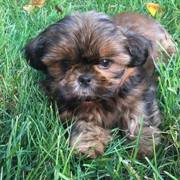 Shih Tzu Puppies from Patchwork Pups
