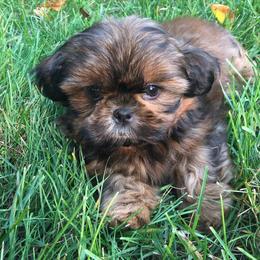 Shih Tzu Puppies from Patchwork Pups