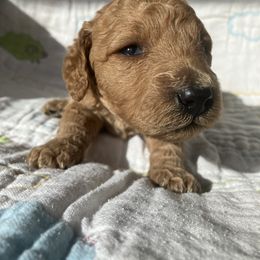 Goldendoodle Puppies from Cassie Farms