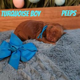 Peeps - Red  male Goldendoodle puppy in Haughton, Louisiana from Bailey’s Cajun Canines
