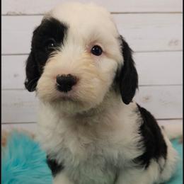 Nisha - Black and white female Sheepadoodle puppy in Farley, Iowa from Iowa's Doodle Co.