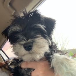 Kola - Miniature Schnauzer