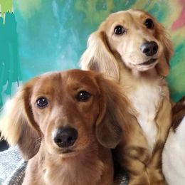 Dachshunds from Gale’s Gorgeous Dachshunds