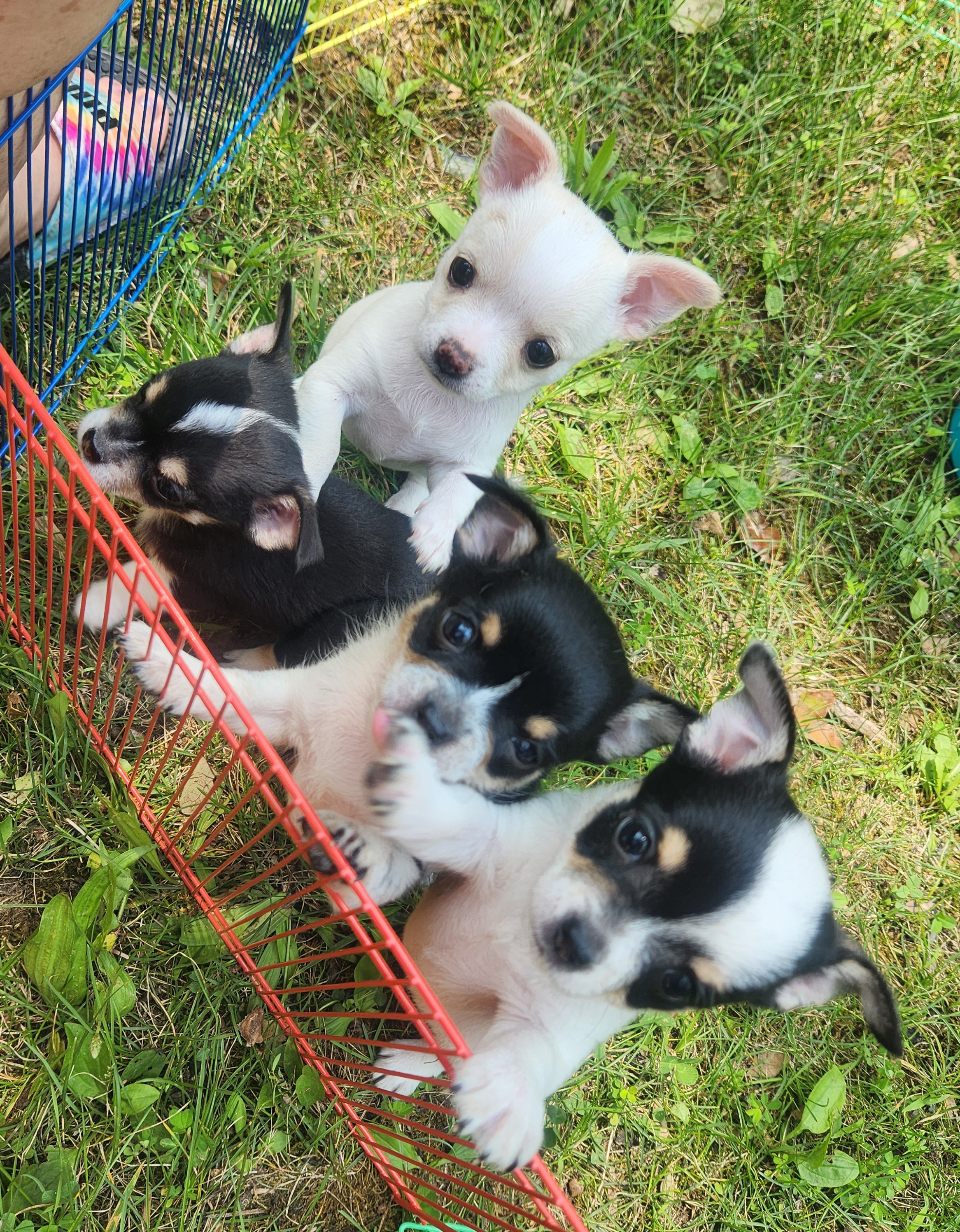 Chihuahua Puppies from OutLaw Chihuahua's