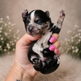 Hermes - Black gold and white male Shihpoo puppy in Delphos, Ohio from Route 66 Poodles & Doodles, Sapphire Shih-tzu's of Ohio