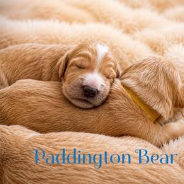 Paddington Bear - Apricot male Goldendoodle puppy in Rocky Point, North Carolina from CelticDoods