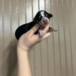 Luna - Black and cream female Dachshund puppy in Nashville, Arkansas from Cuddles n Curls