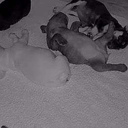 French Bulldogs from Le Grande Bulldogs