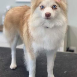 Fiona - Pomsky