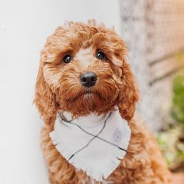 Goldendoodle Puppies from Deer Valley Doodles