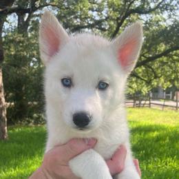 Donut - Sable and white female Siberian Husky puppy in College Station, Texas from Texas Siberian Husky Kennels (TSHK)