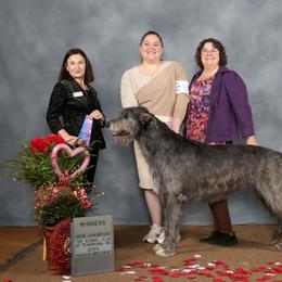 Zia - Irish Wolfhound