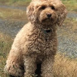 Bernedoodles and Goldendoodles from Legacy Doodles