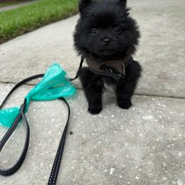 Blue - Black female Pomeranian puppy in Apollo Beach, Florida from Sherlock’s Poms