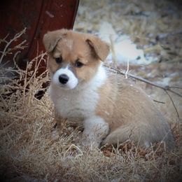 Pembroke Welsh Corgi Puppies from The Blessed Herd