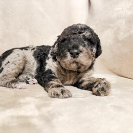 El(eleven) - Merle female Goldendoodle puppy in Eureka, California from North Coast Doodles