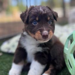 Teddy - Red tri-color female Australian Shepherd puppy in Ramona, California from Blue Moon Aussies