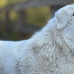 Great Pyrenees from The Yosemite Pyrenees Ranch