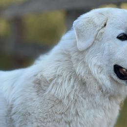 Great Pyrenees from The Yosemite Pyrenees Ranch