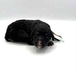 Marina - Phantom female Bernedoodle puppy in Pulaski, Tennessee from Doodle My Heart