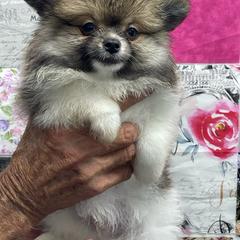 Cooper - Orange parti male Pomeranian puppy in Avon Park, Florida from Mariska's Pomeranians