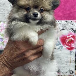 Cooper - Orange parti male Pomeranian puppy in Avon Park, Florida from Mariska's Pomeranians