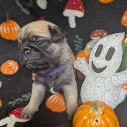 Constance - Fawn female Pug puppy in Winter Haven, Florida from Lisa's Pugalicious Pugs