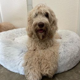 Peyton - Australian Labradoodle